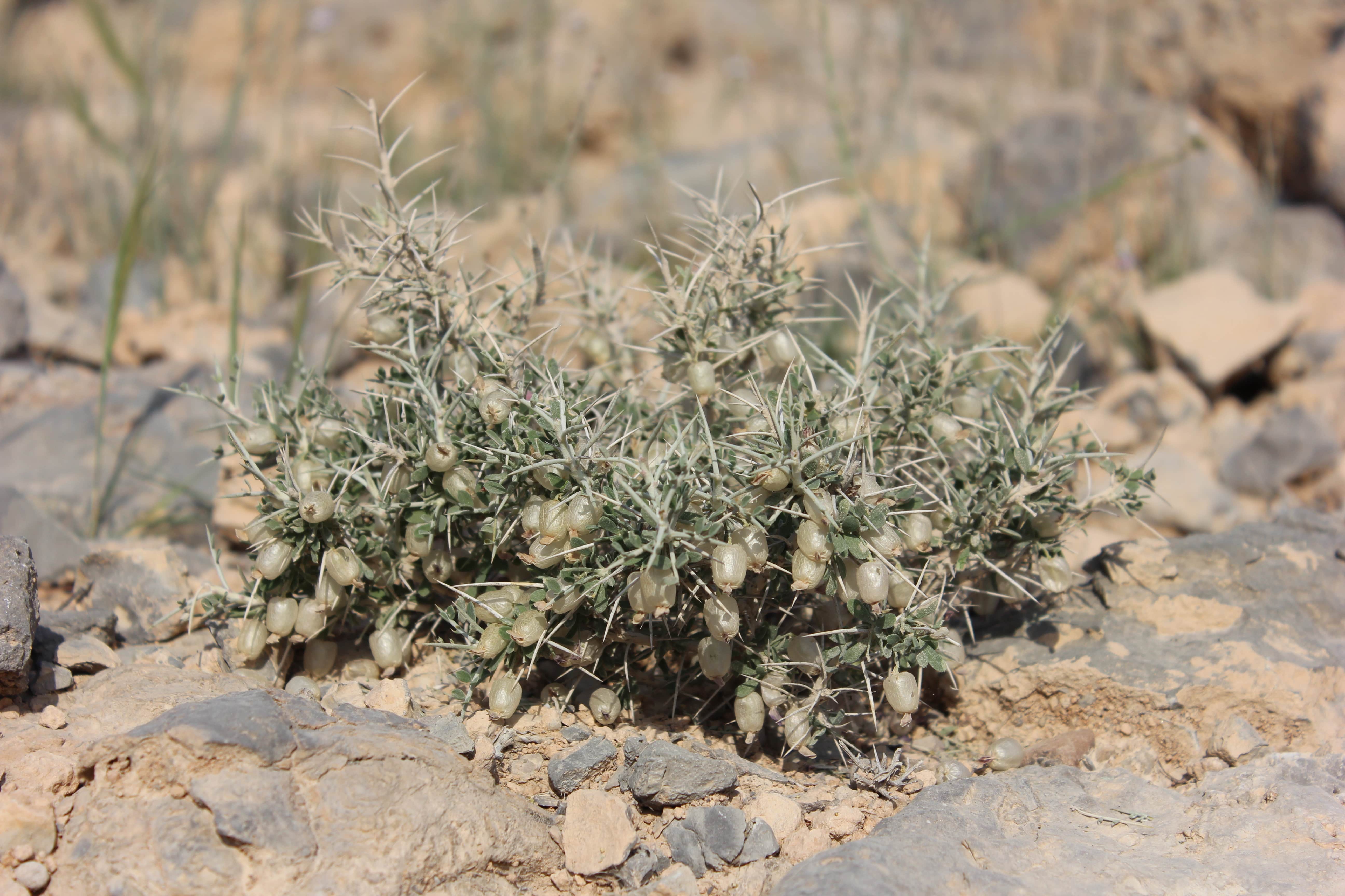Plant Image
